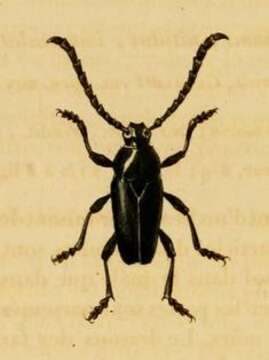 Image of Lissonotus flabellicornis (Germar 1824)