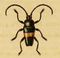 Image of Lissonotus equestris (Fabricius 1787)