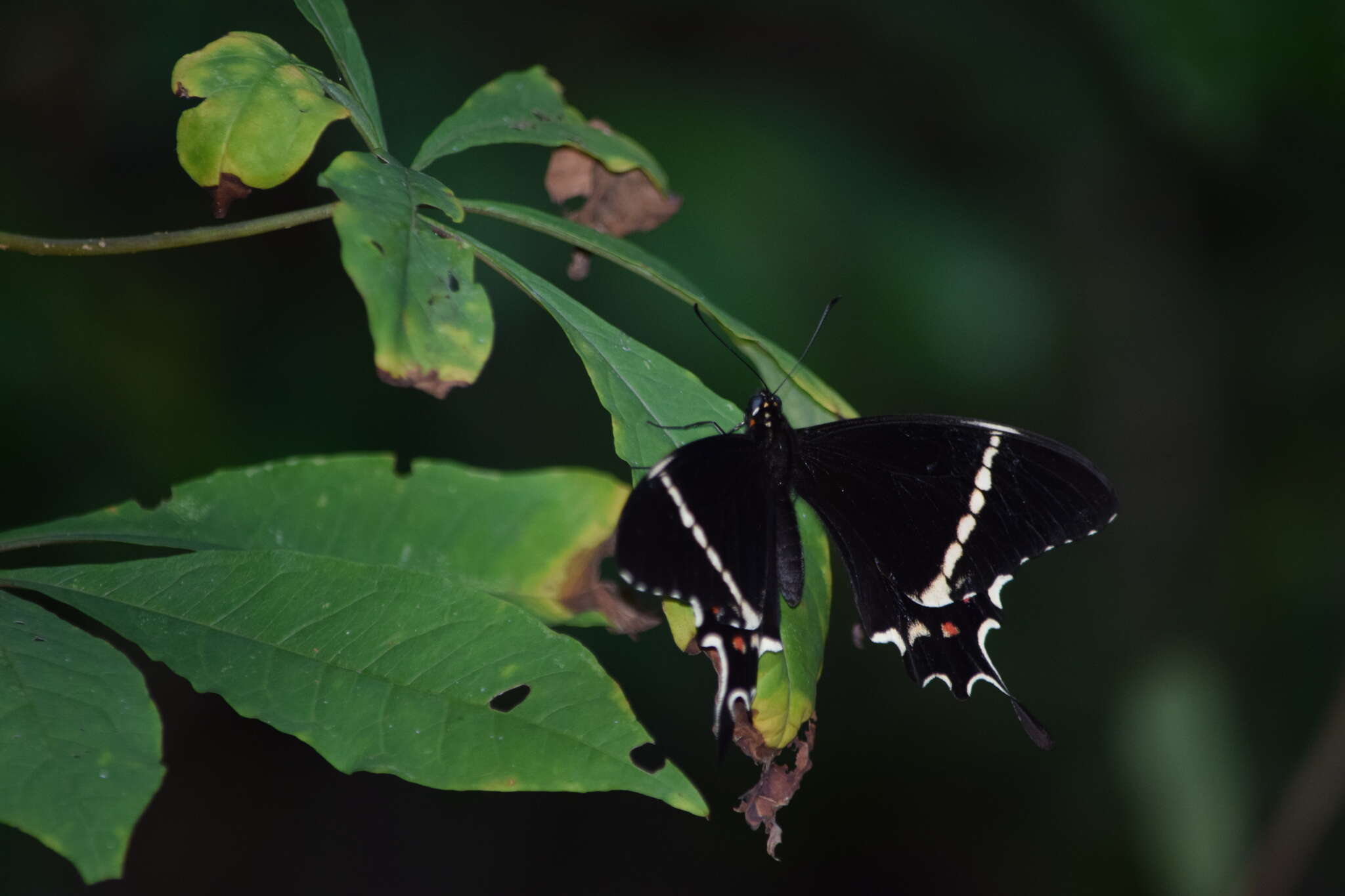 Слика од Papilio pelaus Fabricius 1775