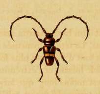Image of Lissonotus flavocinctus Dupont 1836