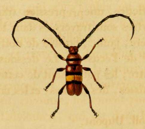 Image of Lissonotus flavocinctus Dupont 1836