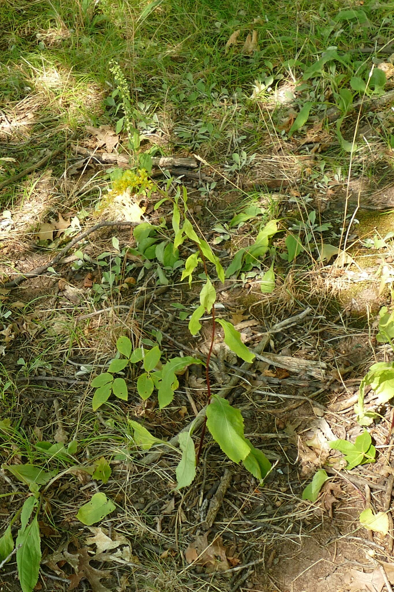 Image of Atlantic goldenrod