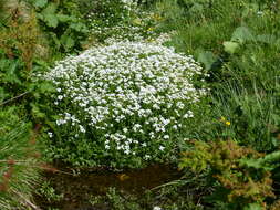 Image of Large Bittercress