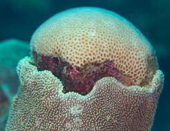 Image of pore coral