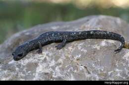 Image of Galeana False Brook Salamander