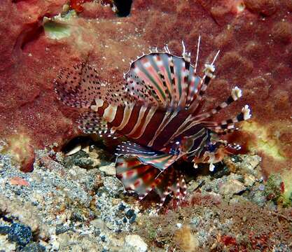 Image of Zebra lionfish