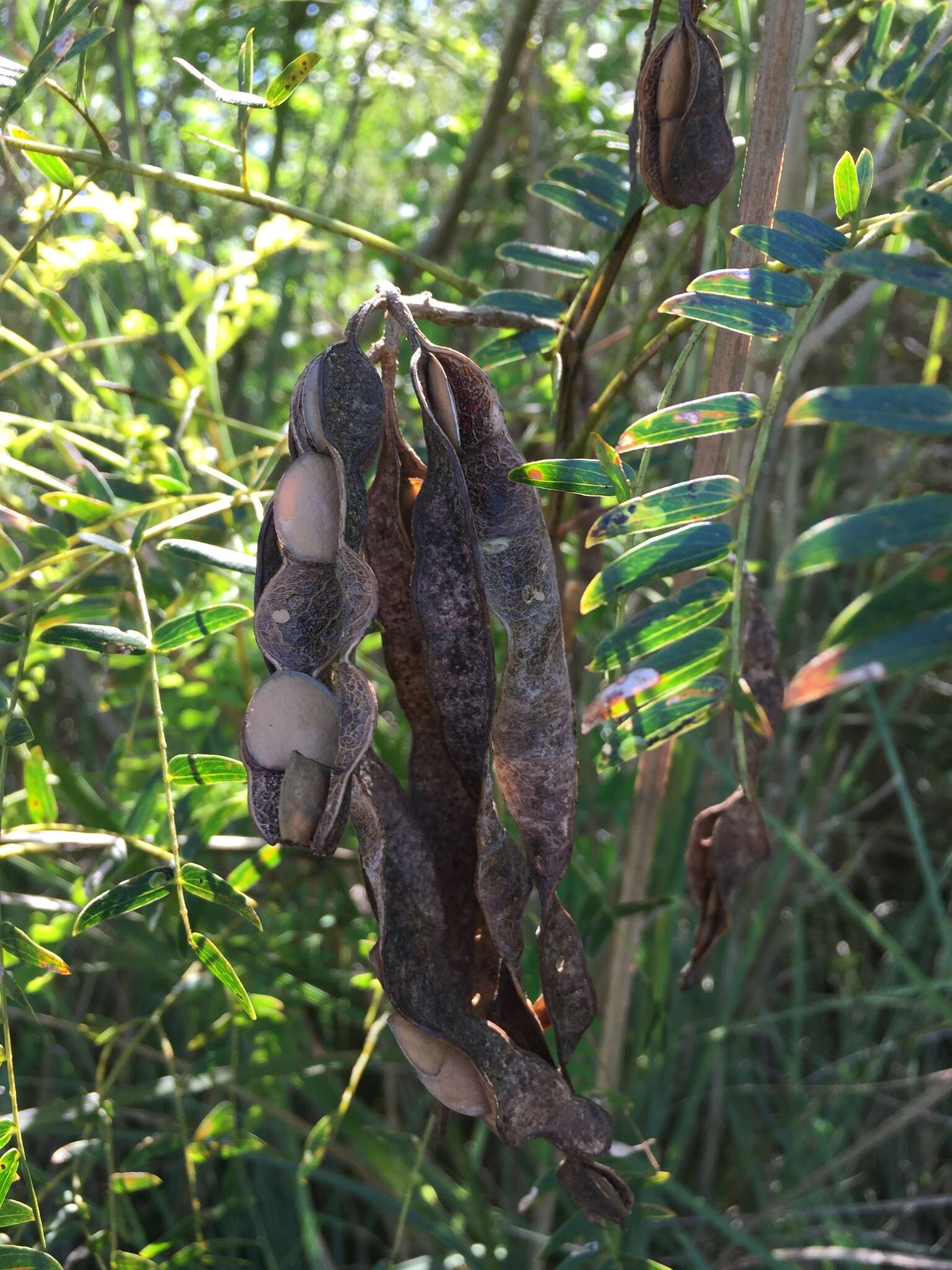 Image of Albizia inundata (Mart.) Barneby & J. W. Grimes