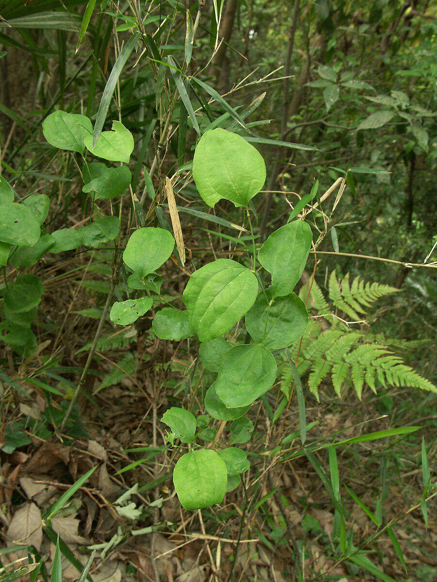 Image of China root