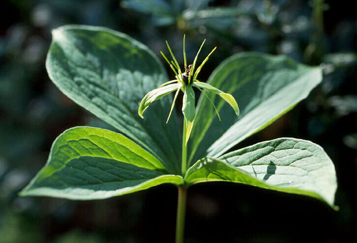 Image of herb Paris