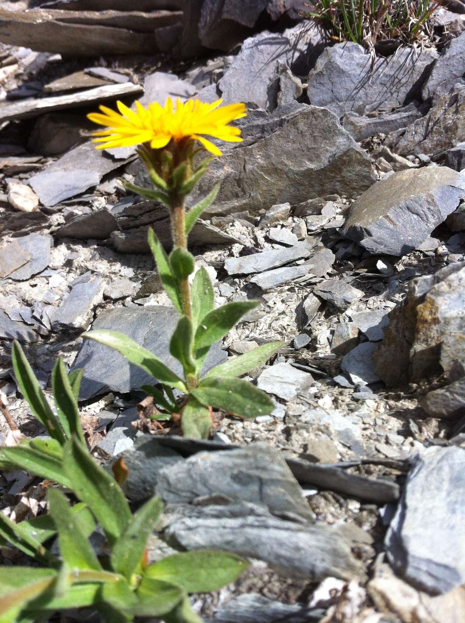 Image of Lyall's goldenweed