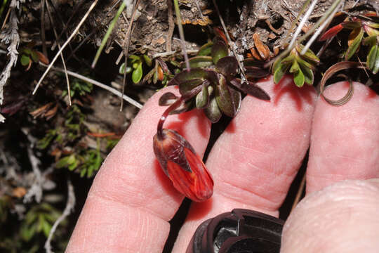 Image of Gentianella cernua (Kunth) Fabris