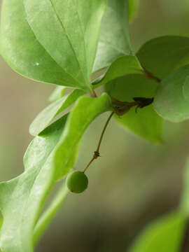 Image of China root