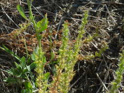 Image of spring speedwell