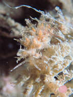 Image of Eubranchus virginalis (Baba 1949)