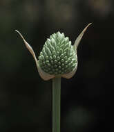 Allium phanerantherum Boiss. & Hausskn. resmi