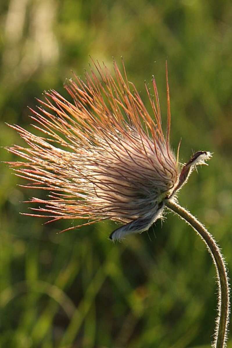 Image of pasqueflower