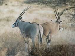 Image of Beisa Oryx