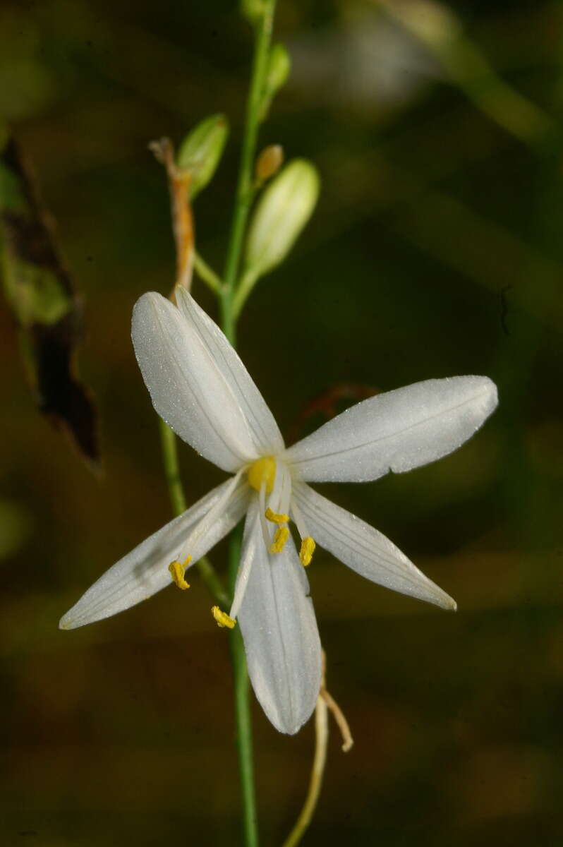 Image of Branched St Bernard's lily