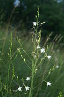 Image of Branched St Bernard's lily