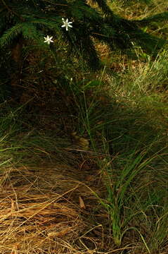 Image of Branched St Bernard's lily