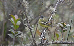 Image of Black-capped Tyrannulet