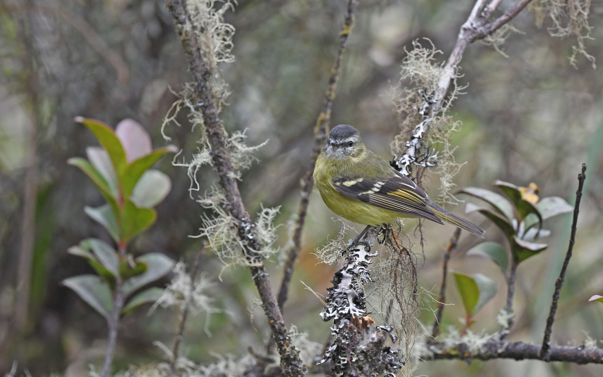 Plancia ëd Phyllomyias nigrocapillus (Lafresnaye 1845)