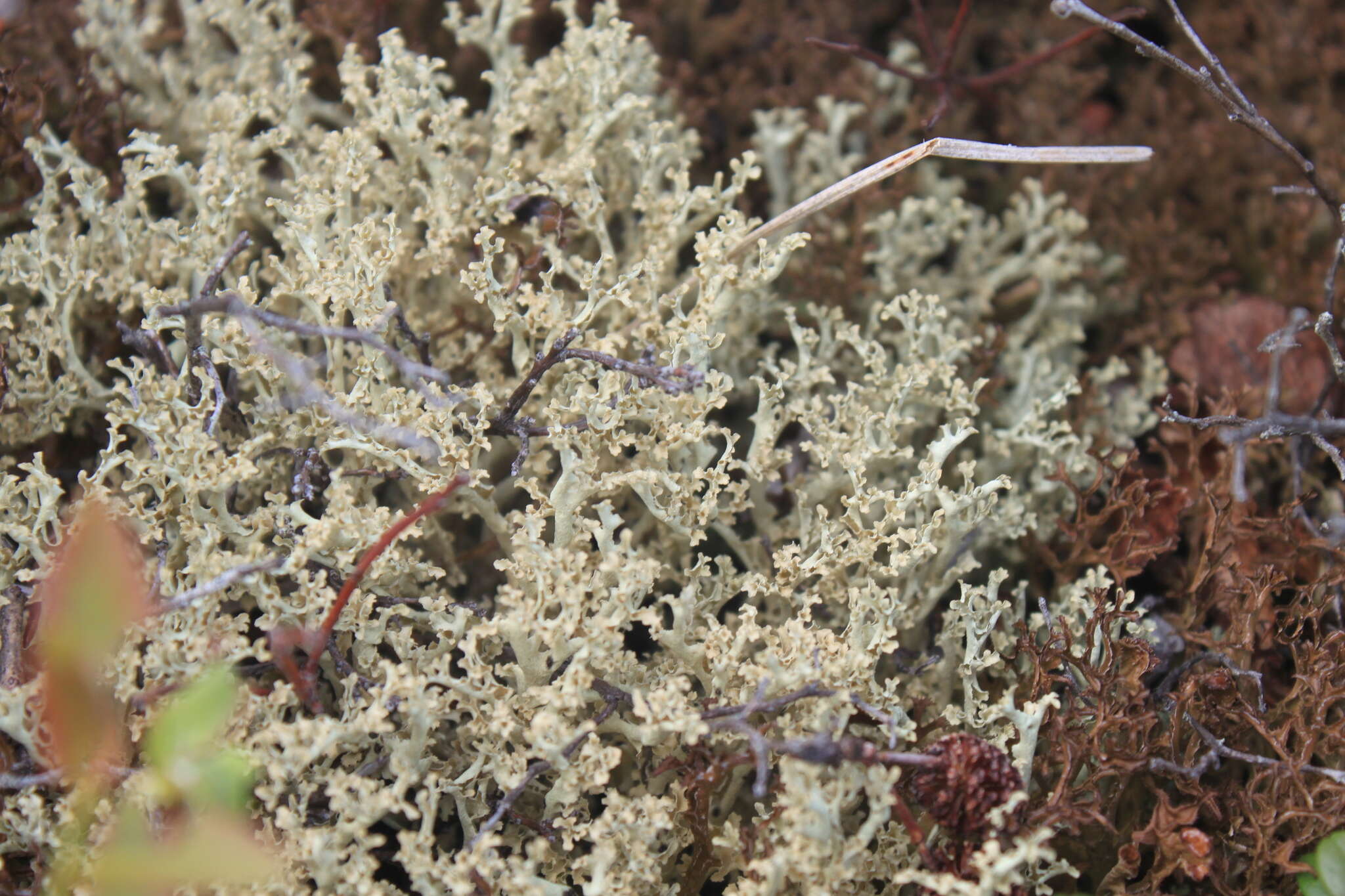 Image of Curled Snow Lichen