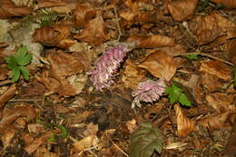 Image of common toothwort