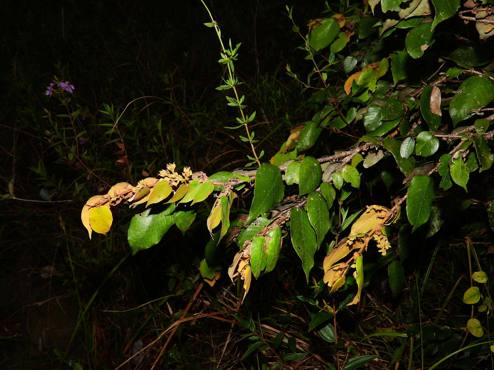 Image of Parinari campestris Aubl.