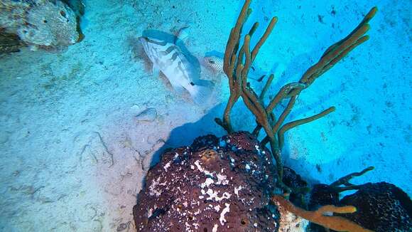 Image of Nassau Grouper