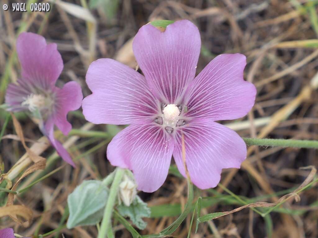 Imagem de Alcea acaulis (Cav.) Alef.