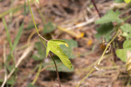 Imagem de Malva punctata (All.) Alef.