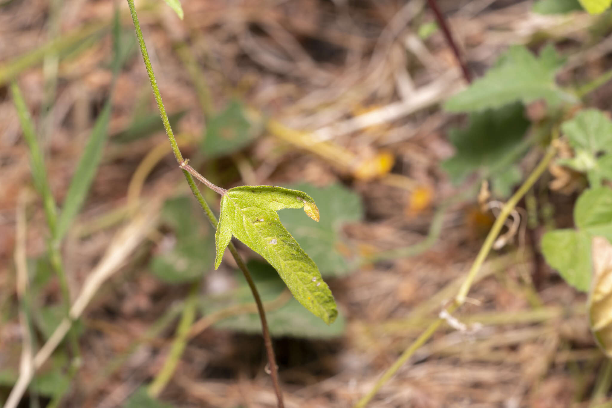 Sivun Malva punctata (All.) Alef. kuva