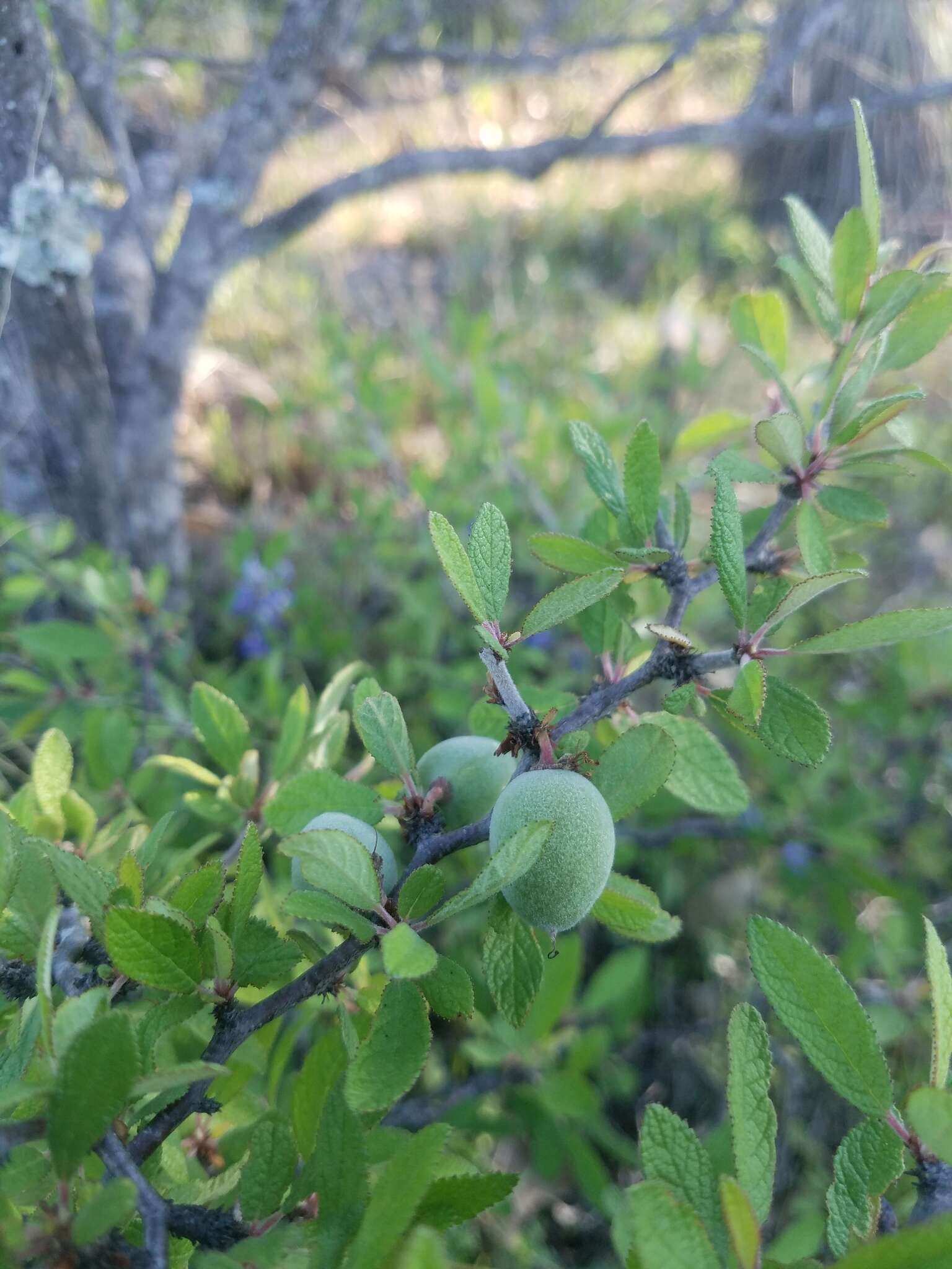 Plancia ëd Prunus texana Dietr.