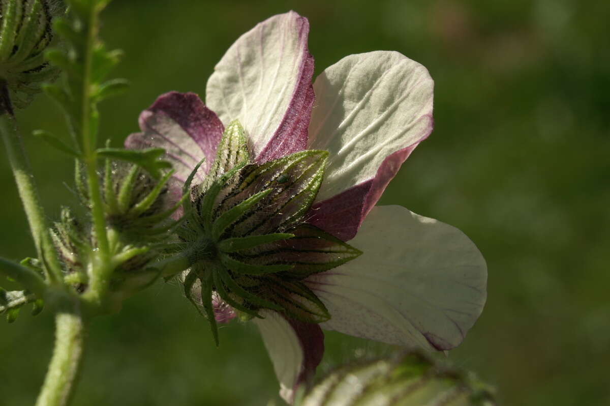 Image of flower of an hour