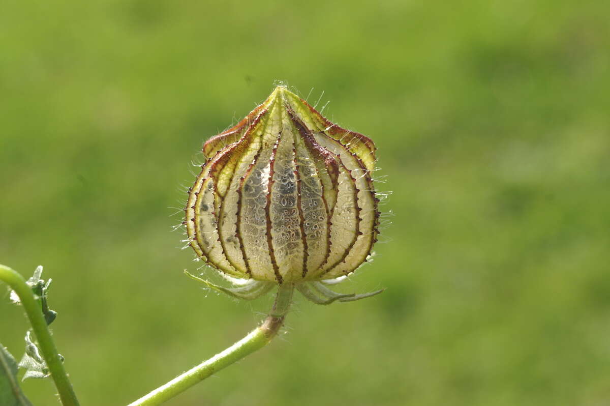 Image of flower of an hour