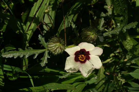 Image of flower of an hour