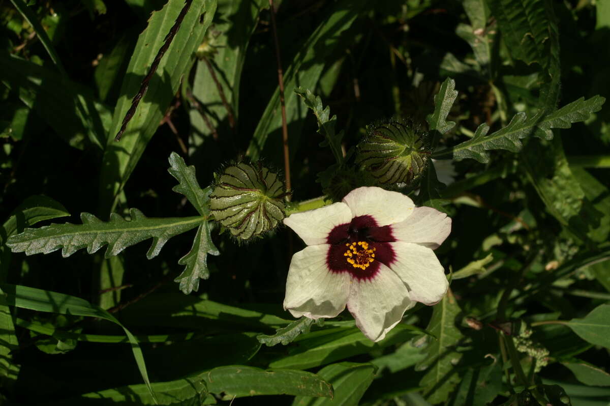 Image of flower of an hour