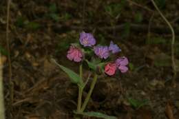 Image of Lungwort