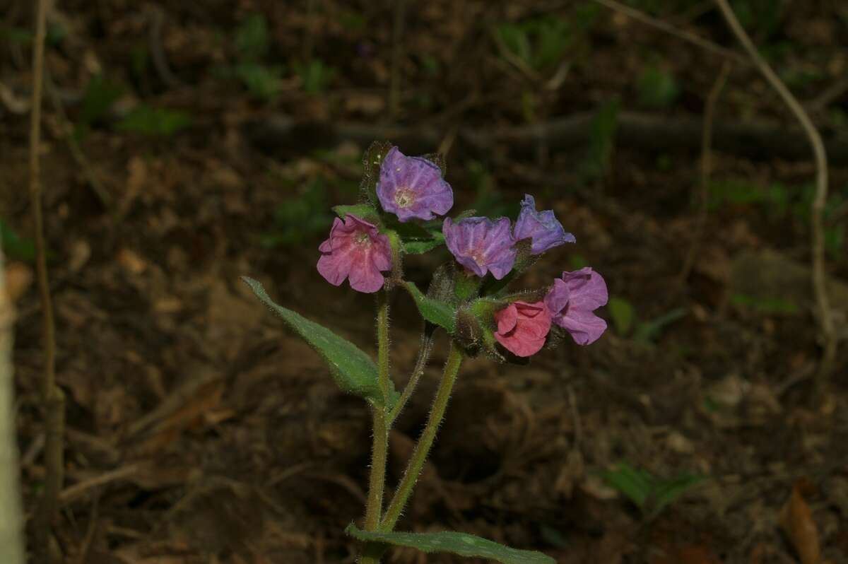 Image of Lungwort