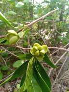 Image of Tetracera madagascariensis Willd. ex Schltdl.