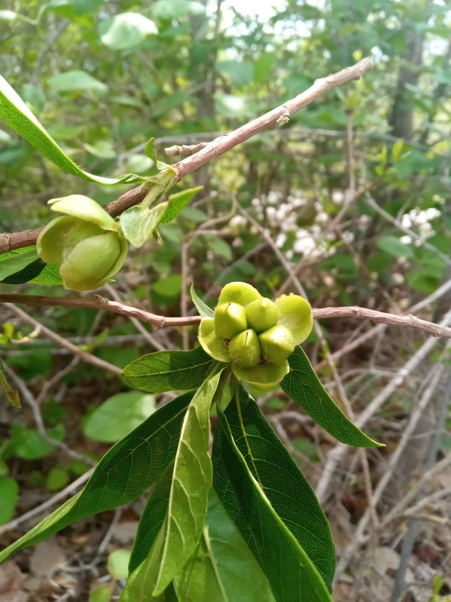 Image of Tetracera madagascariensis Willd. ex Schltdl.