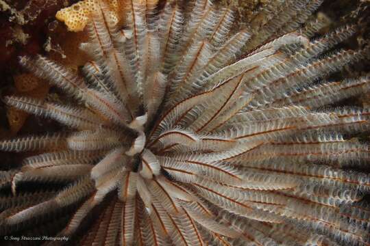 Image of Sabellastarte australiensis (Haswell 1884)