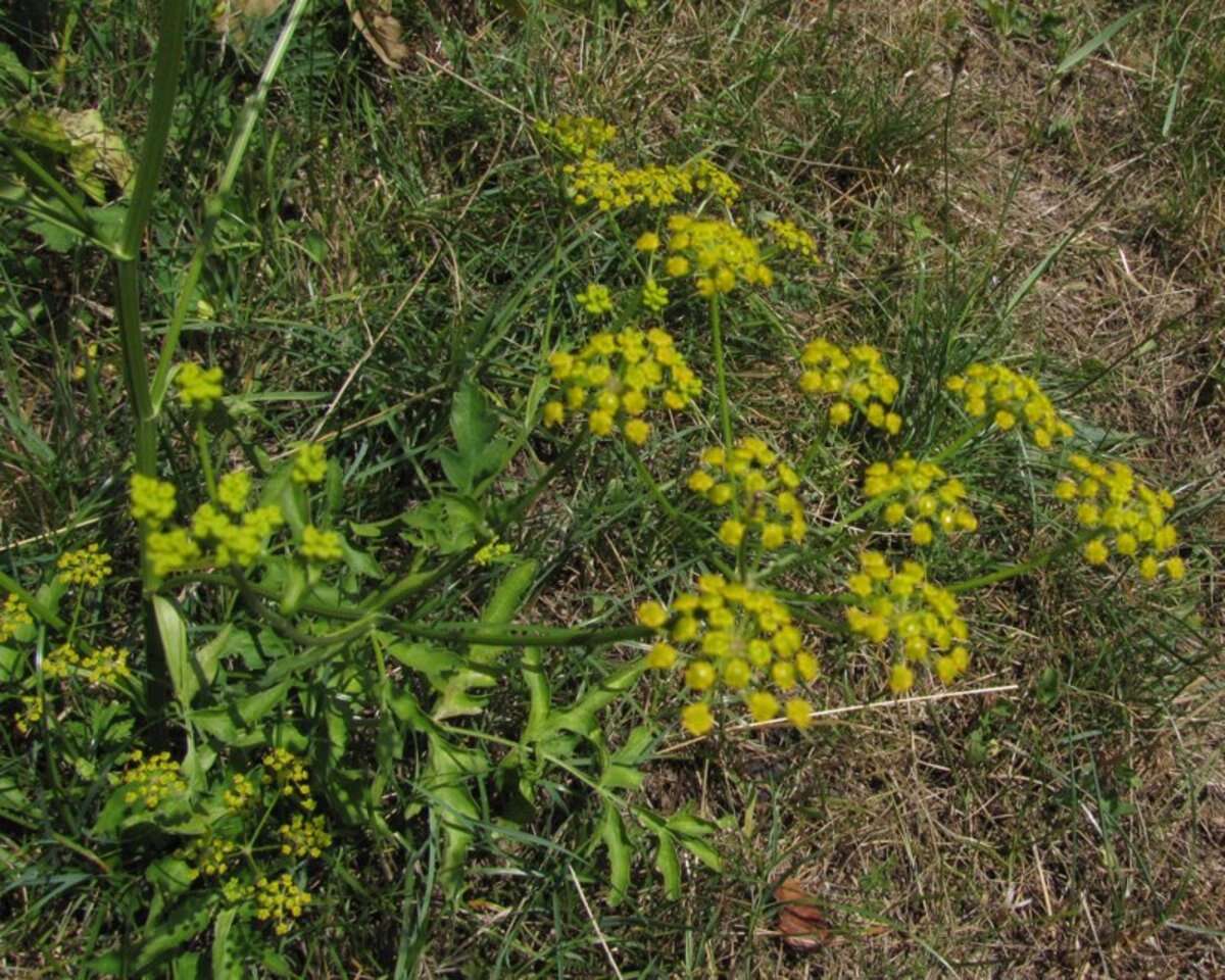 Image of wild parsnip