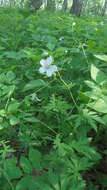 Image of Geranium pseudosibiricum J. Mayer