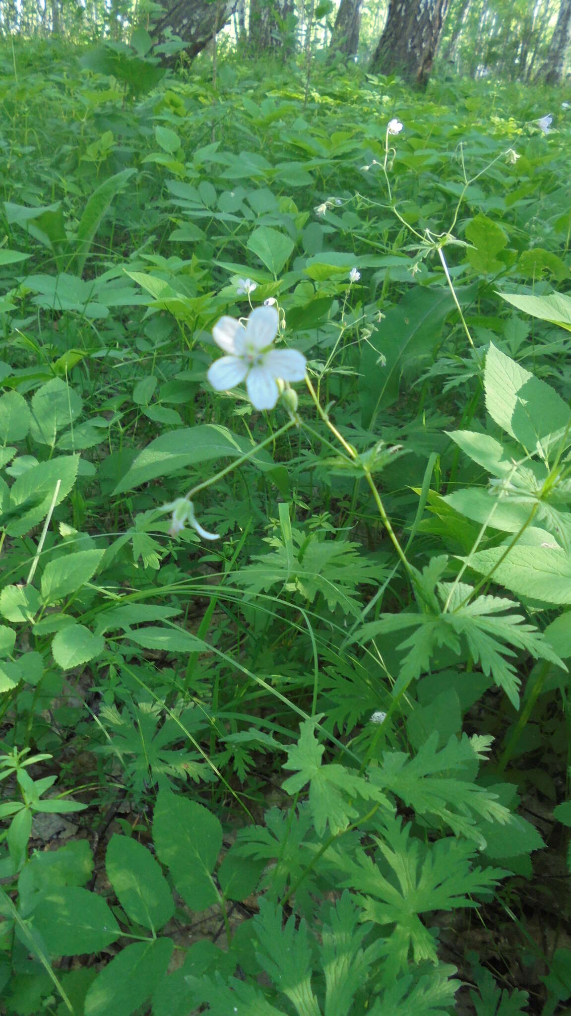 Image of Geranium pseudosibiricum J. Mayer