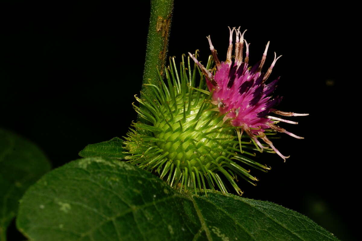 Image of greater burdock