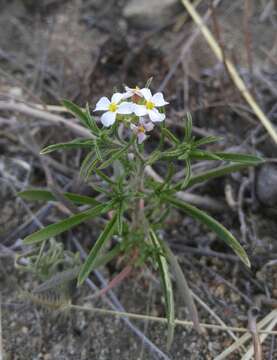 Dontostemon integrifolius (L.) Ledeb.的圖片