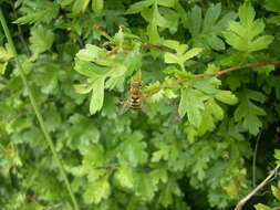 Image of Common Banded Hoverfly