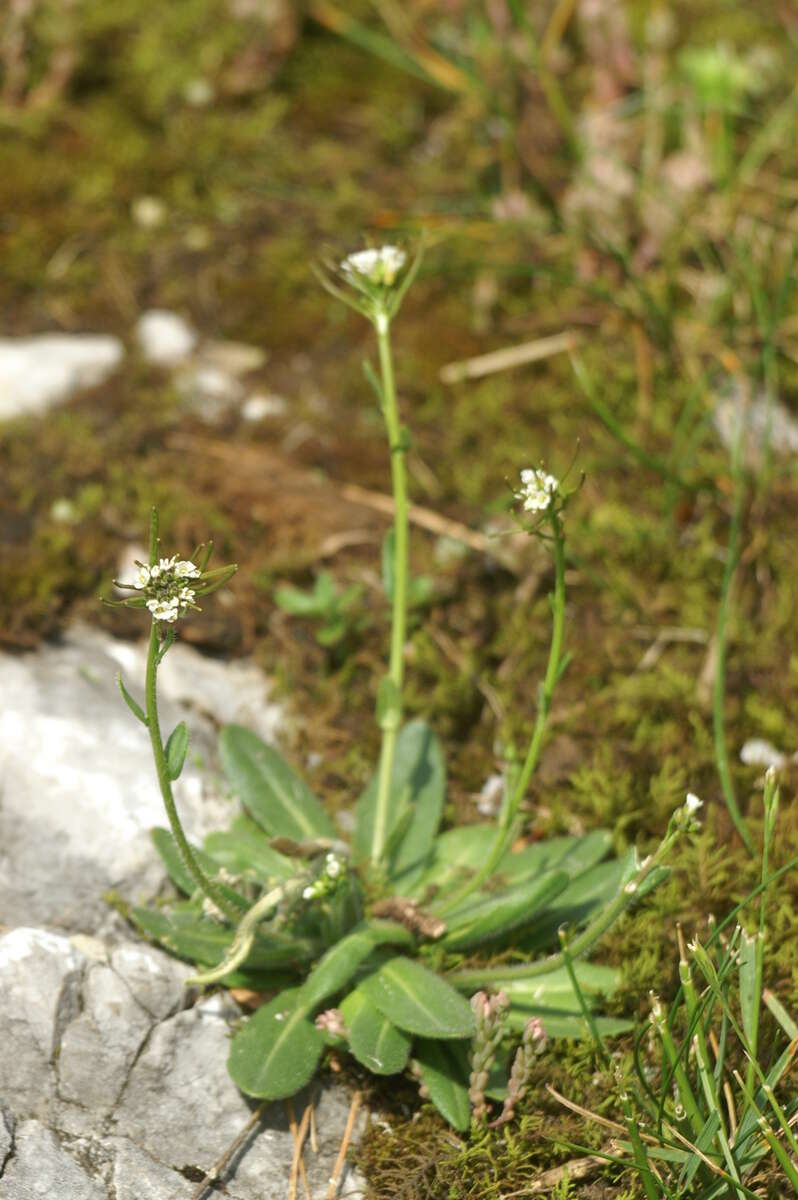 Image of Mouse-ear Cress